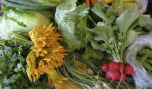 h-veg